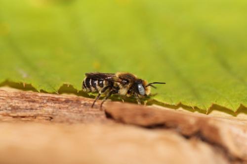 Osmia spinulosa